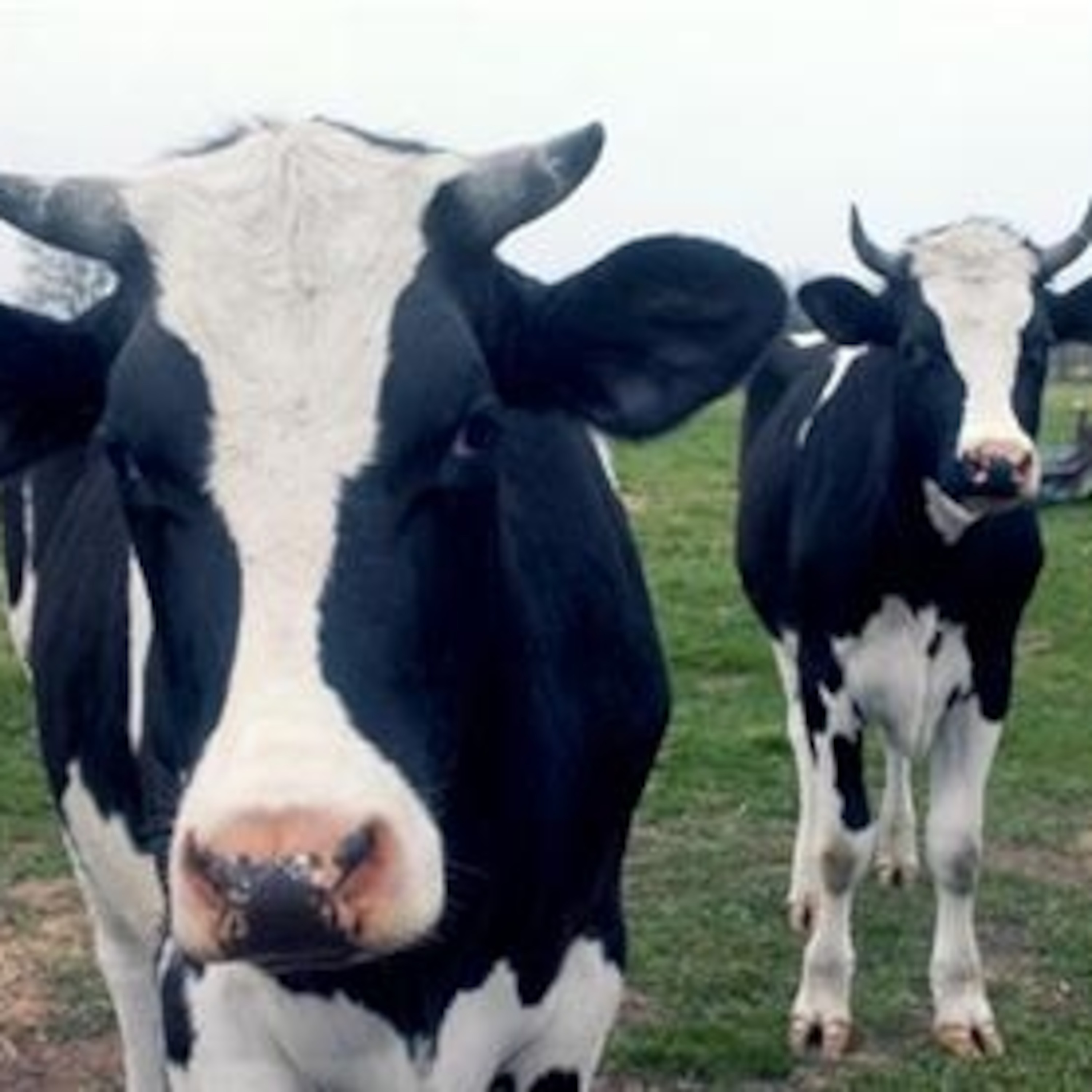 10: Cows Coming Home To Roost.