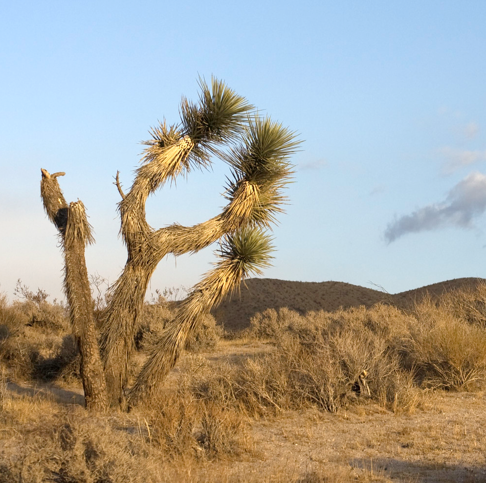 S1E9: Saving the Western Joshua tree