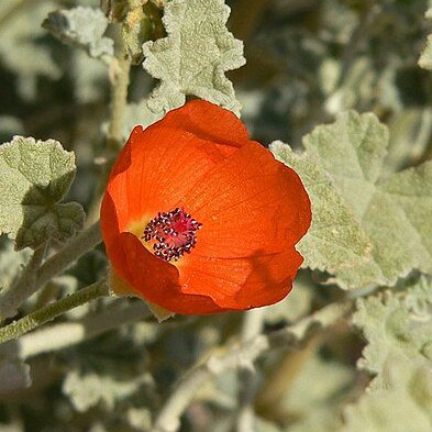 S2E11: Globemallow Binding the Desert's Wounds