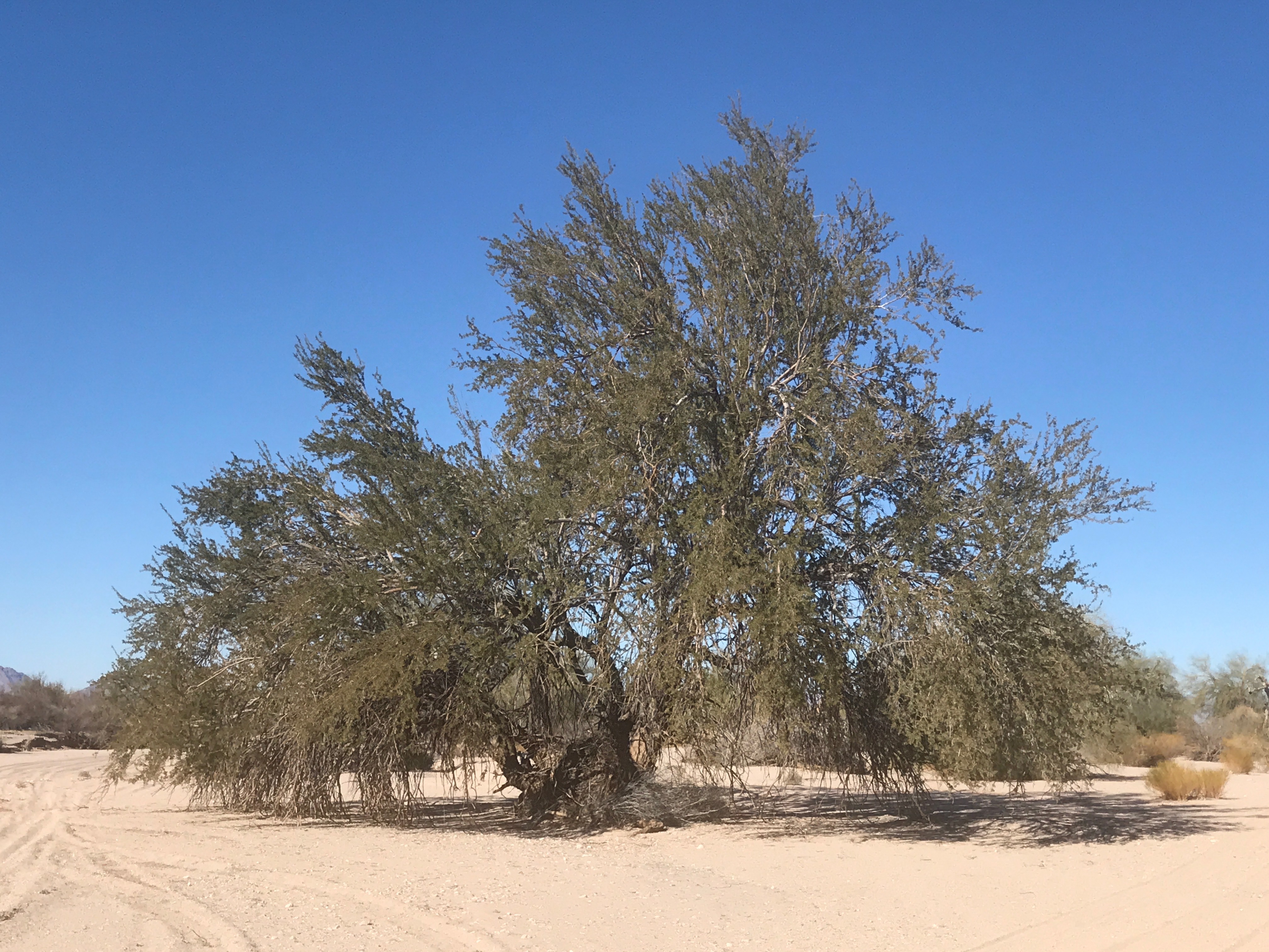 S1E22: Season Finale! Ironwoods: the Sonoran Desert's Tree of Life. Plus thank you