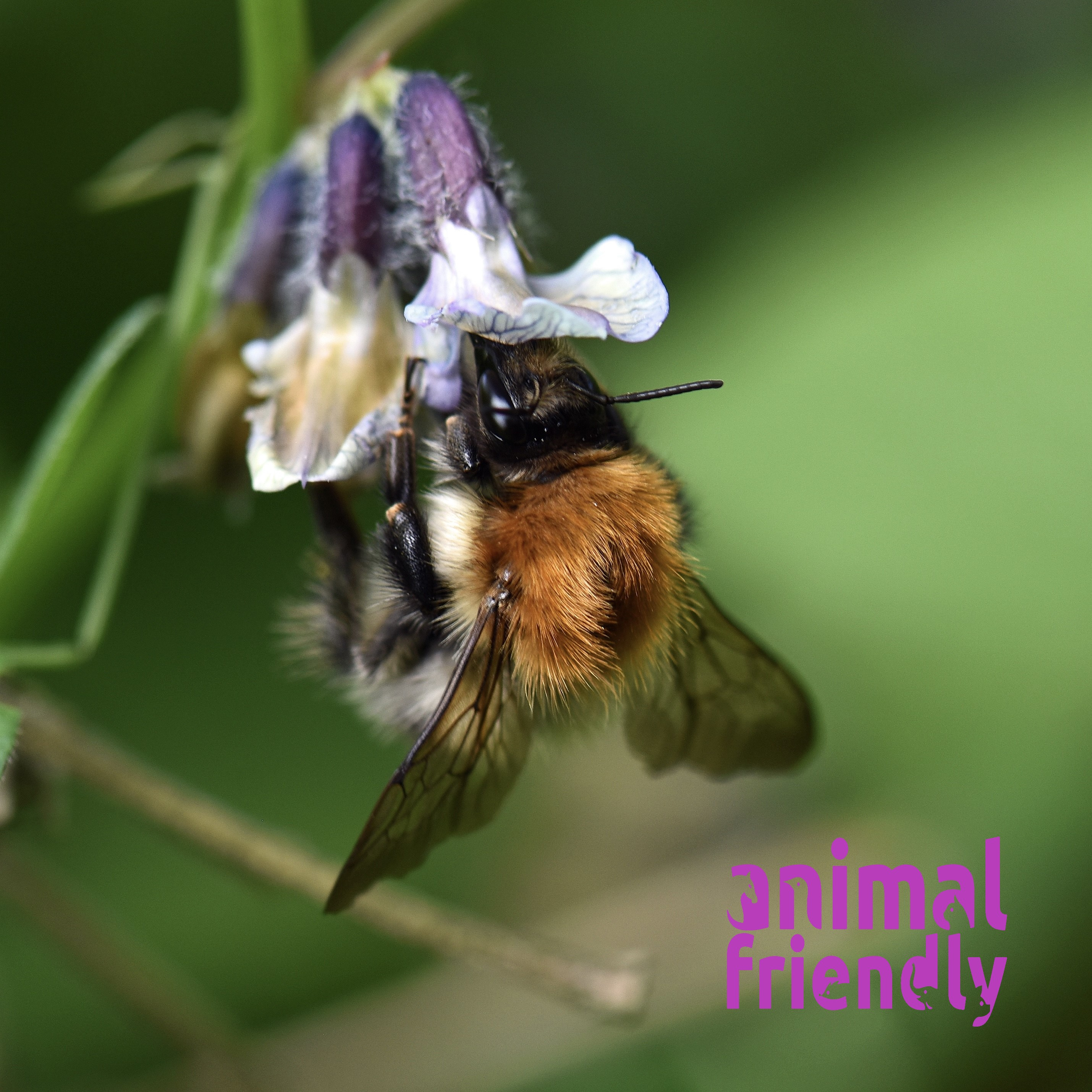 16. The First Wild Bee Sanctuary in the World