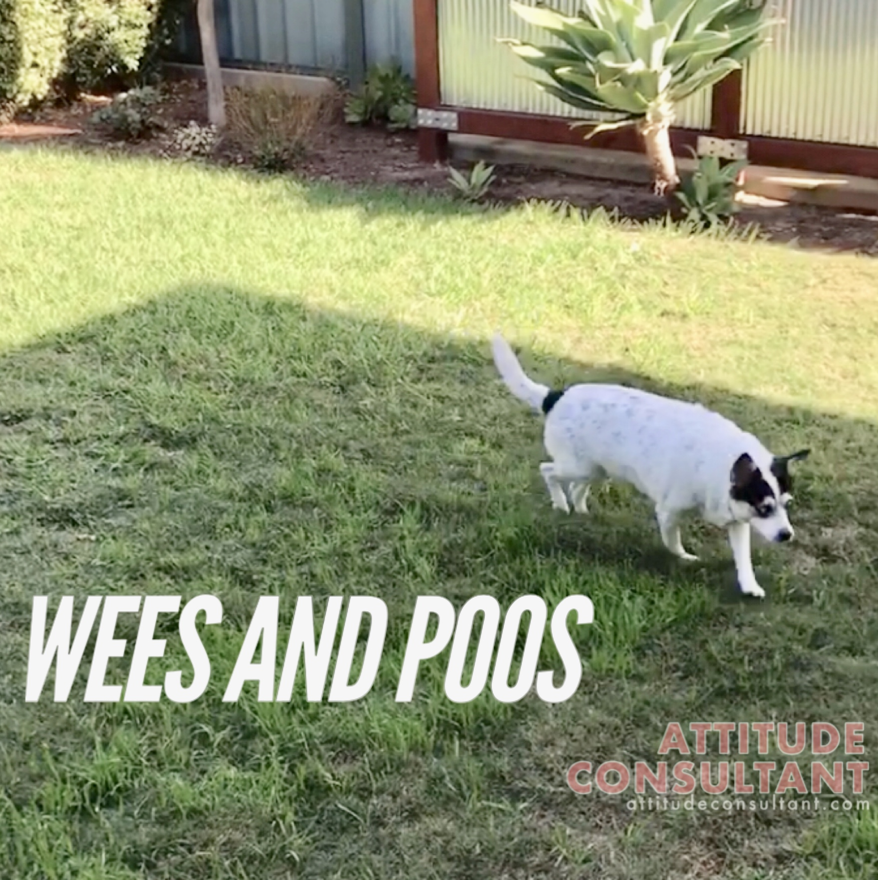 Wees and Poos