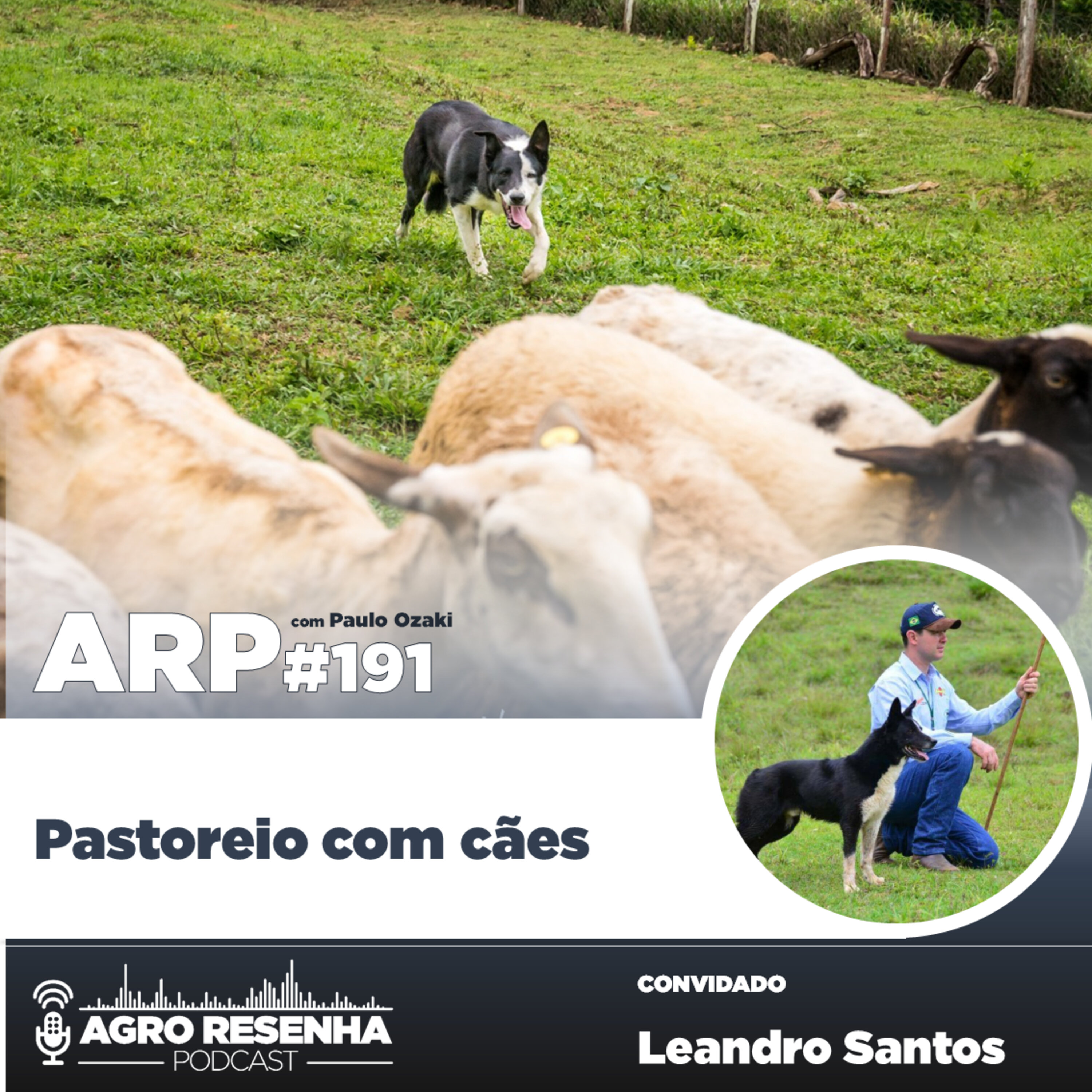 ARP#191 - Pastoreio com cães