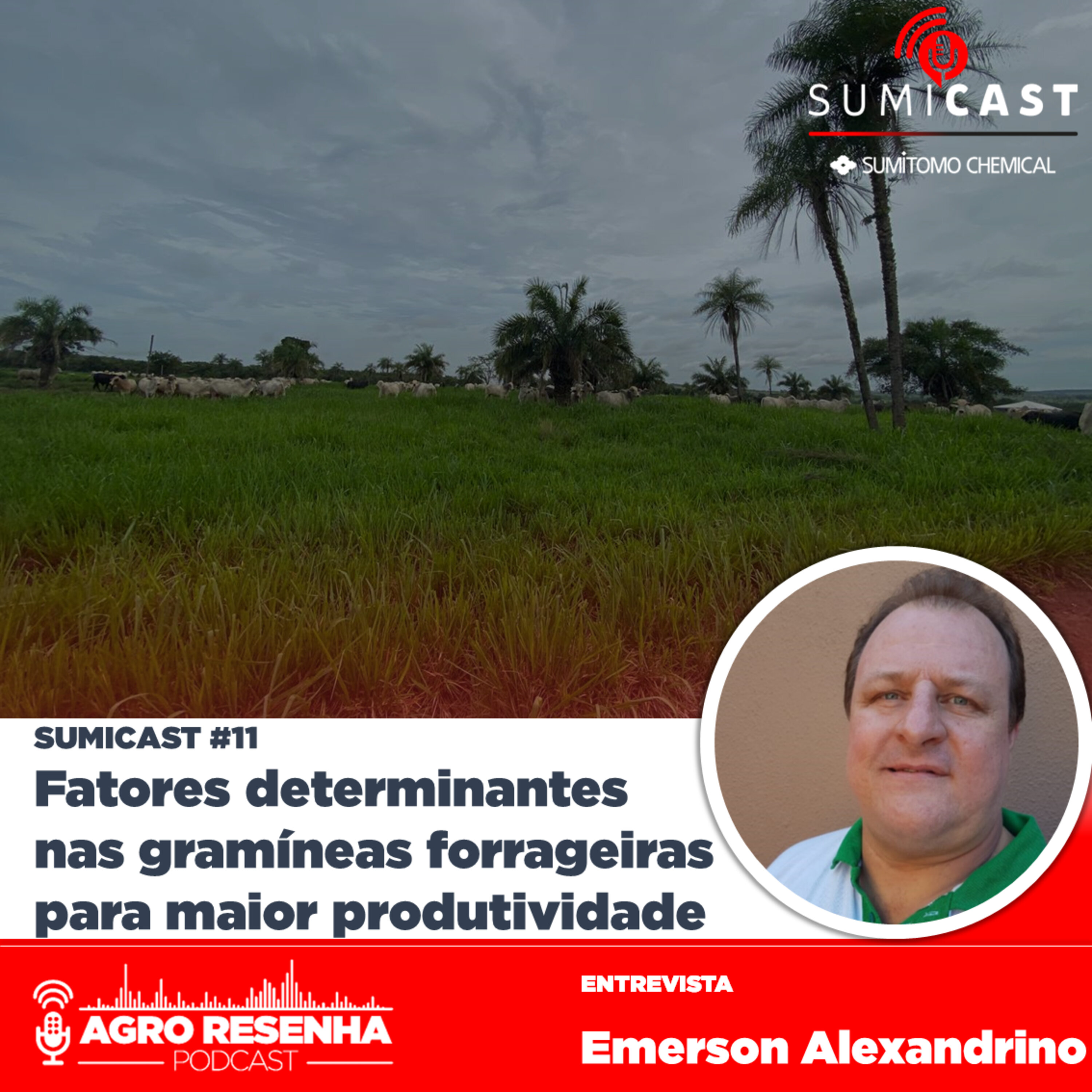 Sumicast #11 - Fatores determinantes nas gramíneas forrageiras para maior produtividade de bovinos a pasto