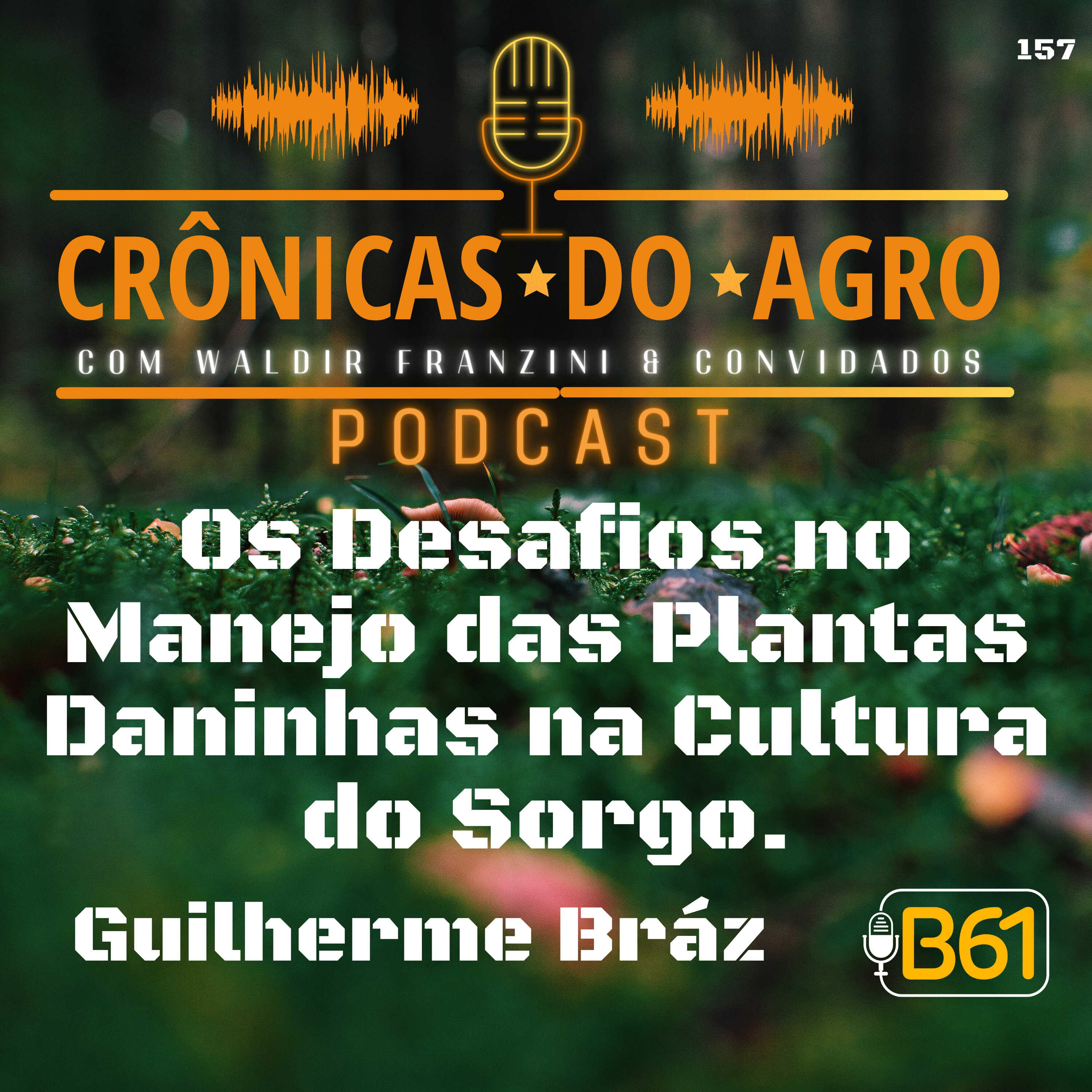 Os Desafios no Manejo das Plantas Daninhas na Cultura do Sorgo.