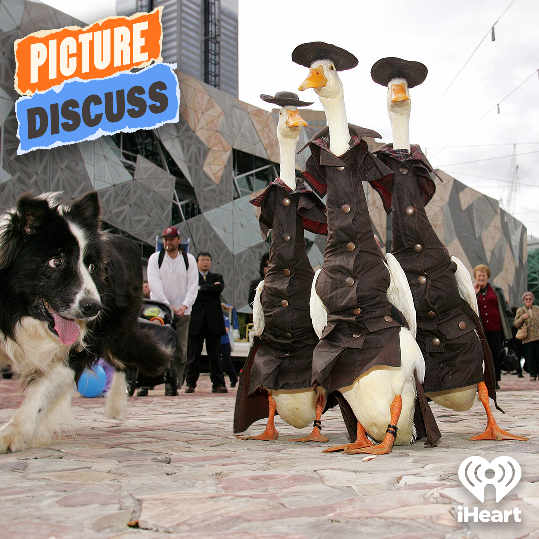 Geese In Hats (Kyran Wheatley & Bronwyn Kuss)