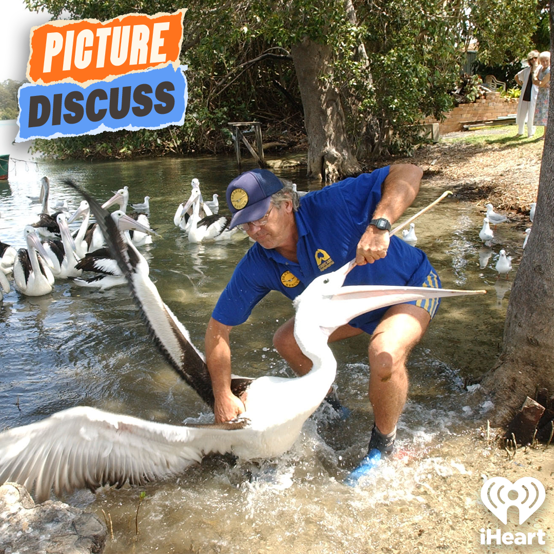 Pelican Wrestling (Froomes & Ben Kochan)