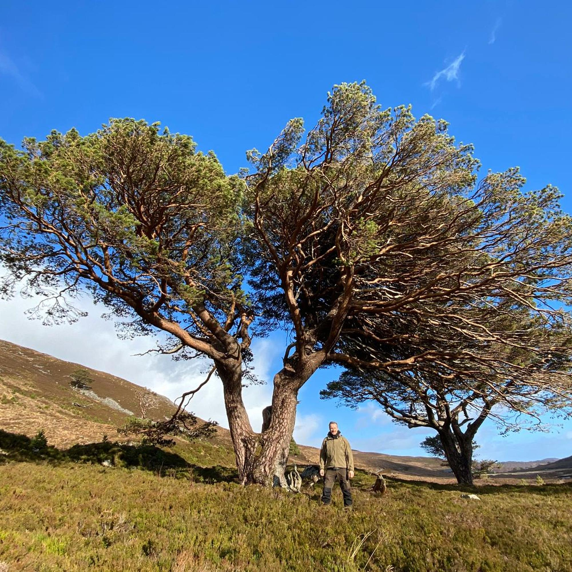 How to bring back a Scottish forest