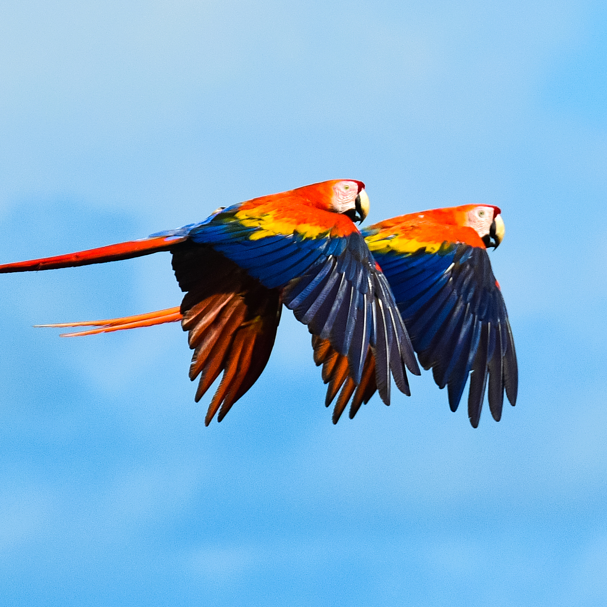 The Flight of the Scarlet Macaw - podcast episode cover