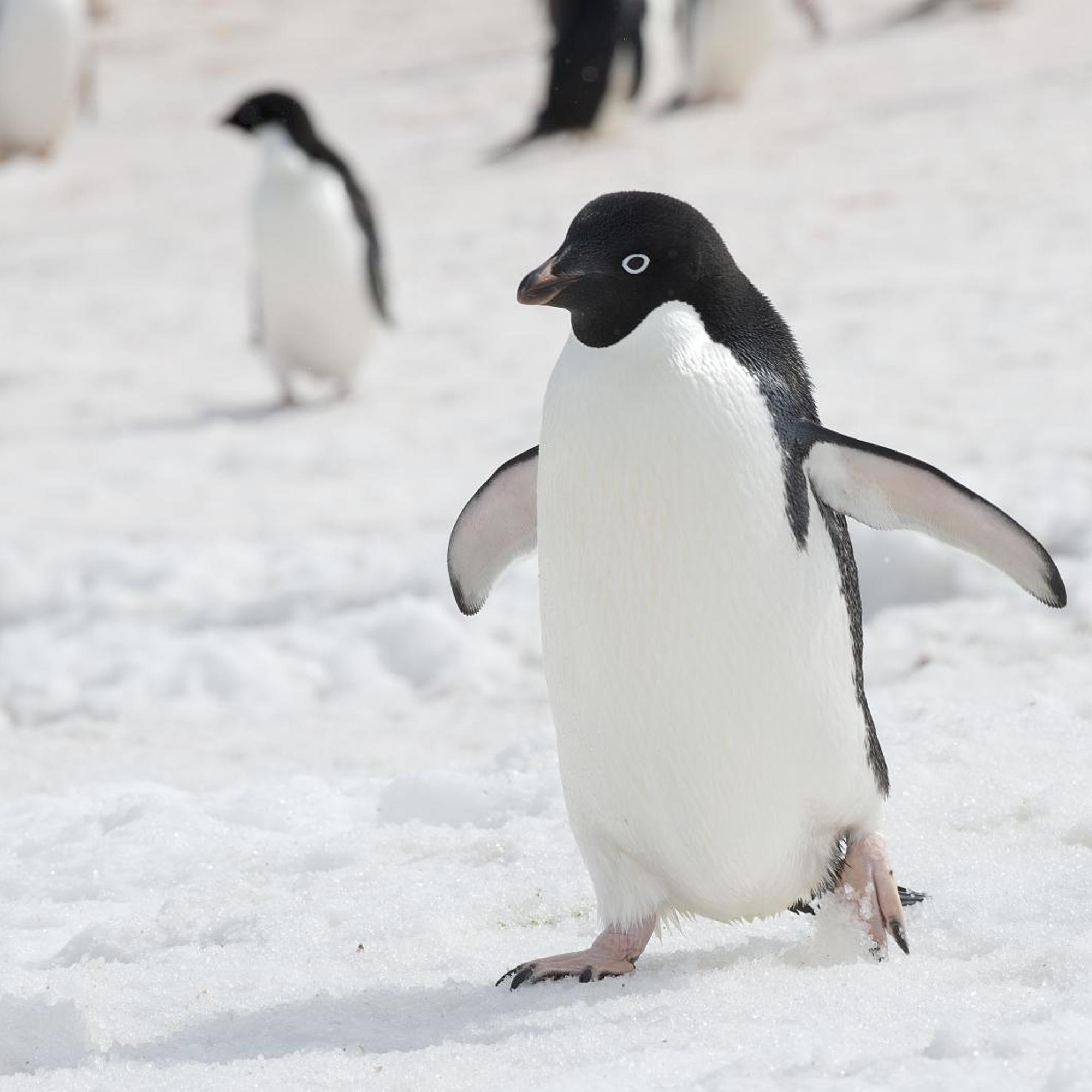 Waiting for penguins