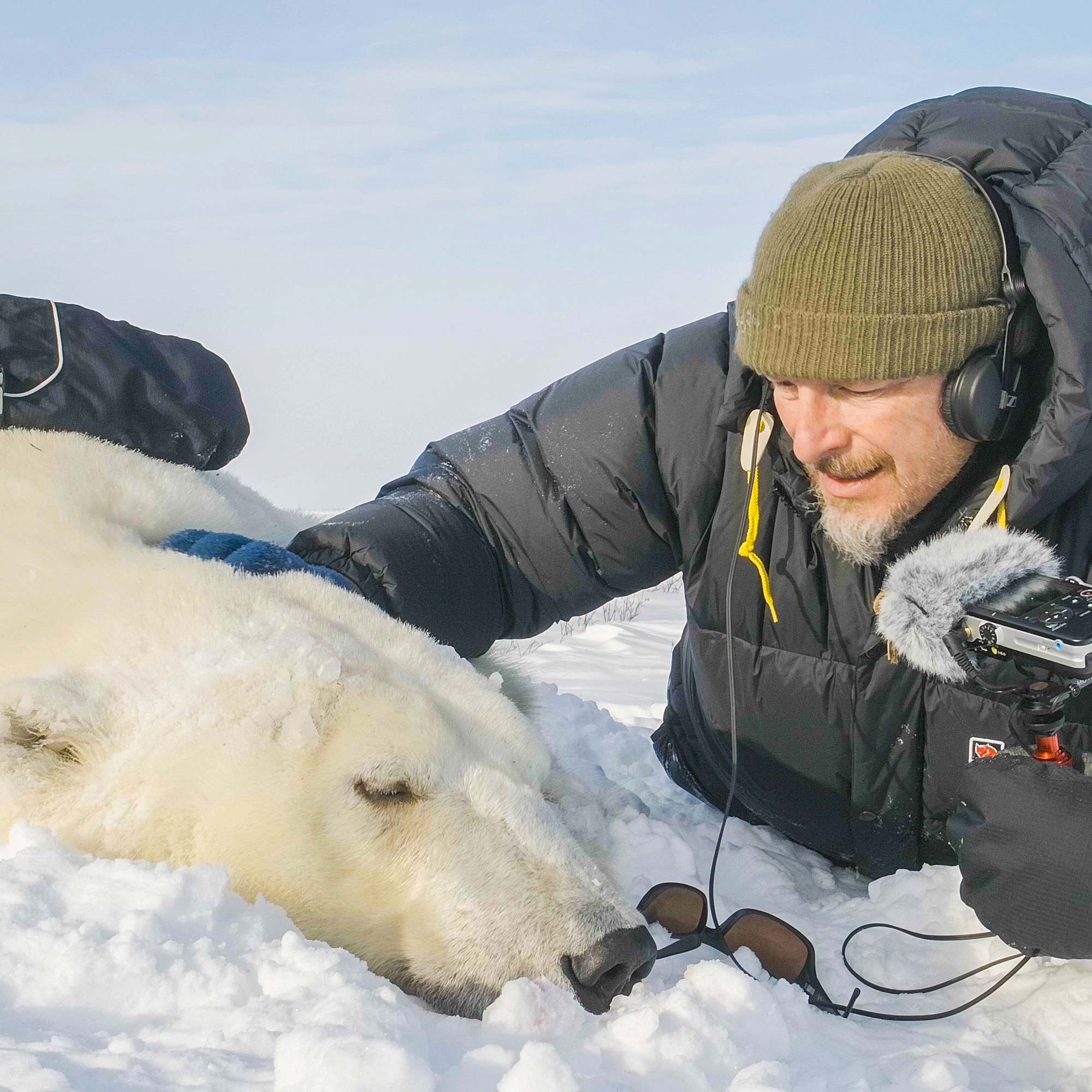 The polar bears of Hudson Bay: cubs, climate, and calories, part 1 - podcast episode cover