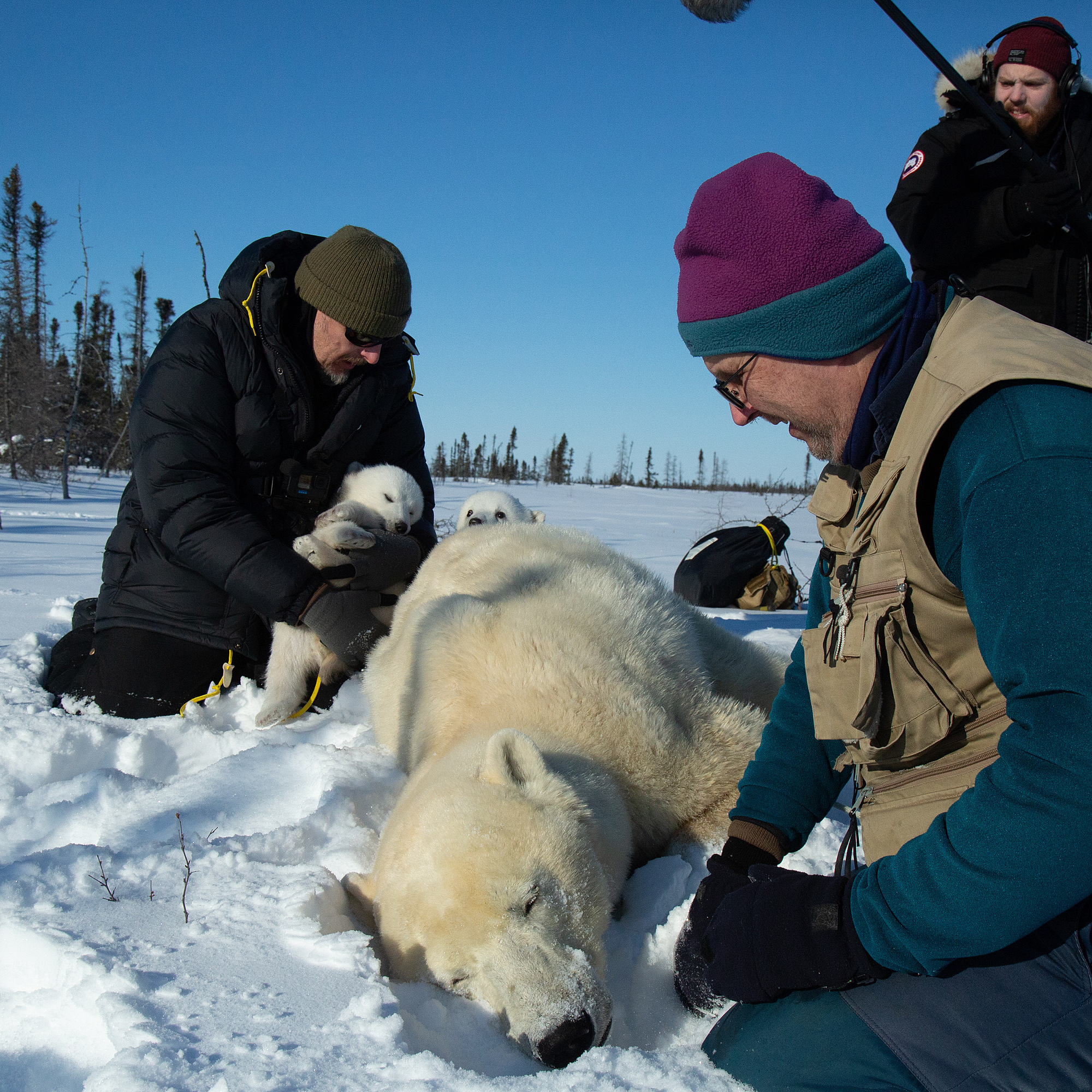 The polar bears of Hudson Bay: cubs, climate, and calories, part 2 - podcast episode cover