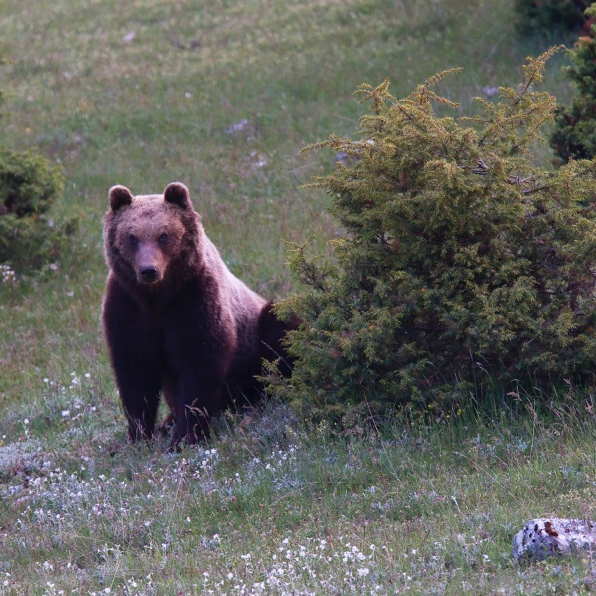 These Italian bears survived gladiators and Mussolini