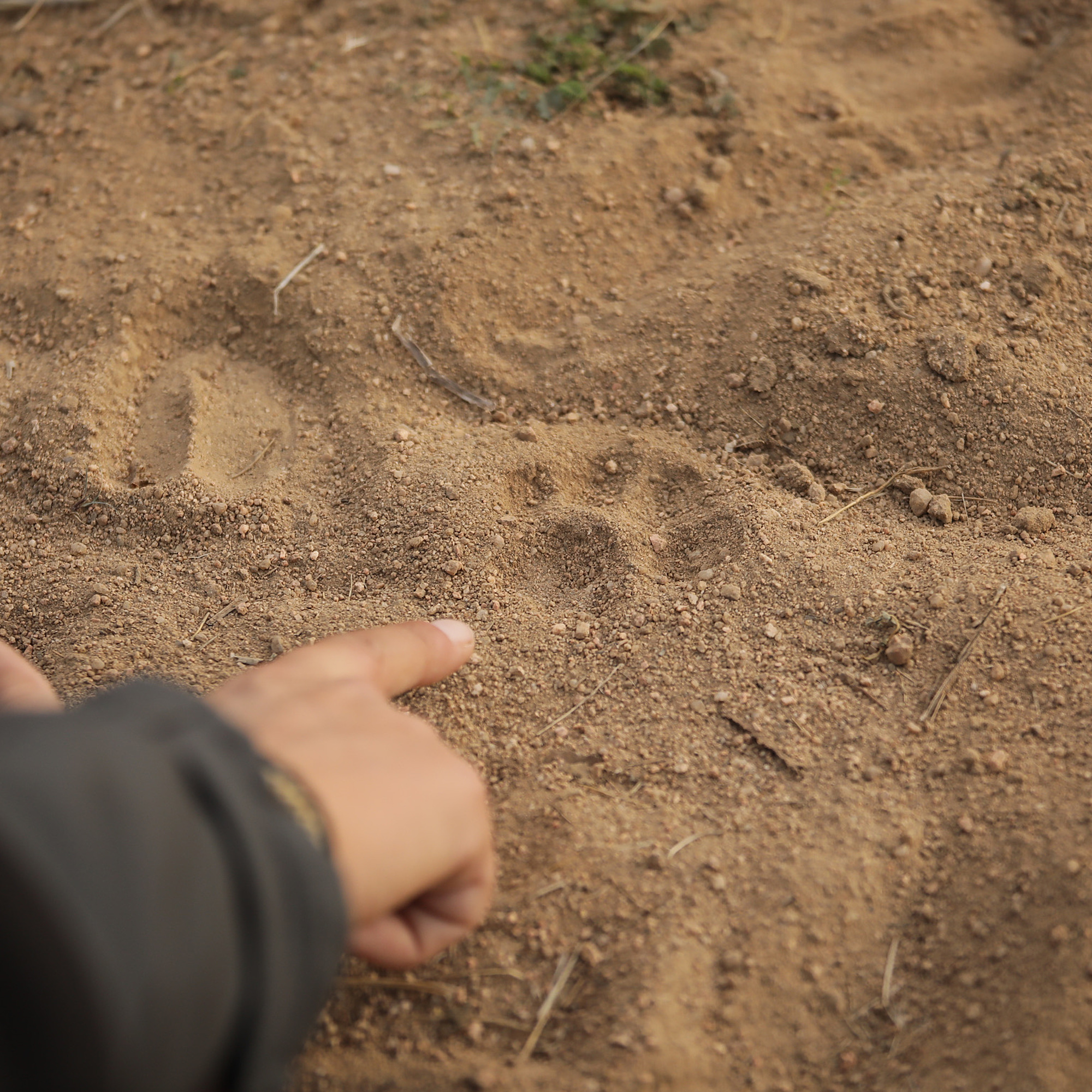 The Comeback Cat: Spain’s Iberian lynx - podcast episode cover