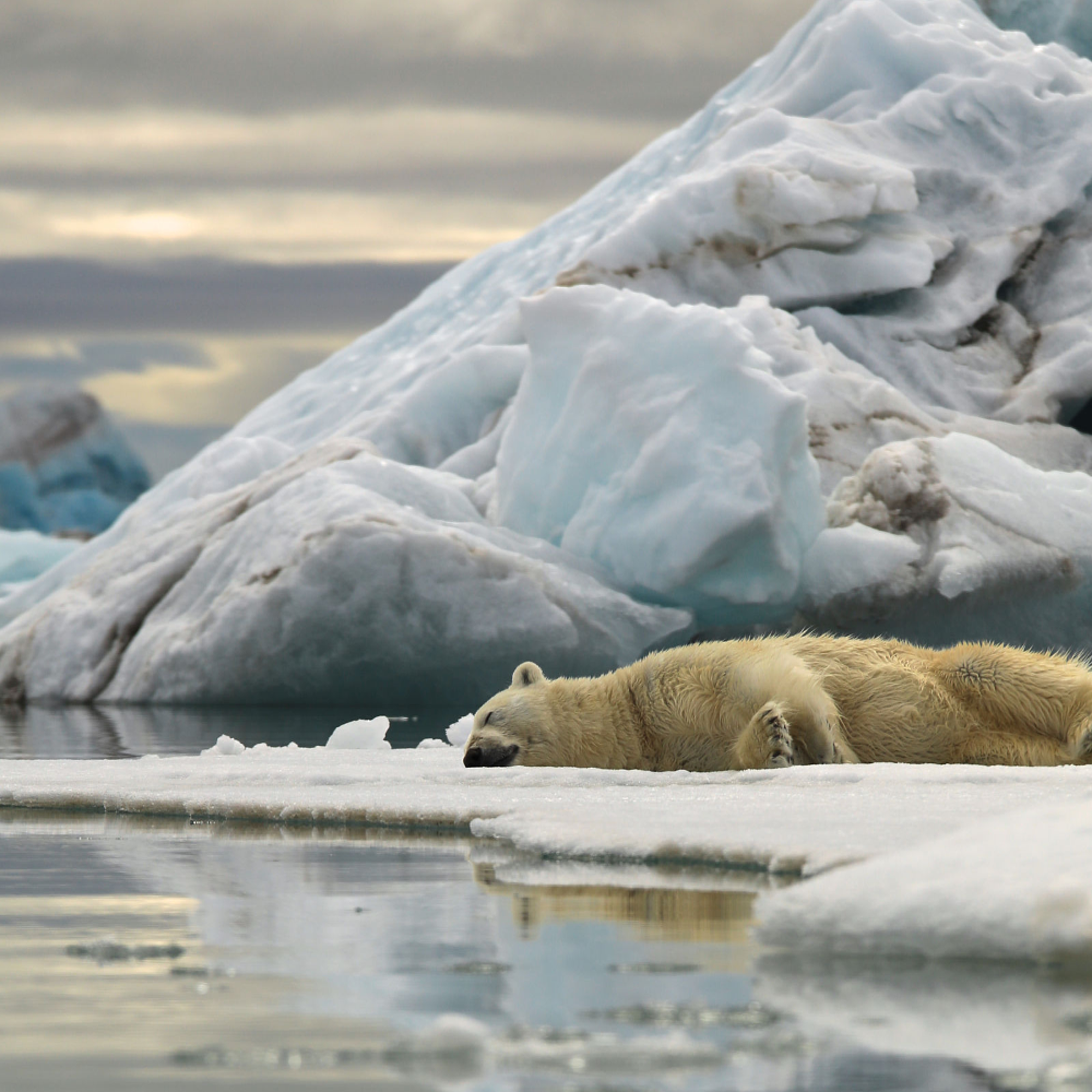 Return to Svalbard: Earth's icy food chain is about more than polar bears - podcast episode cover