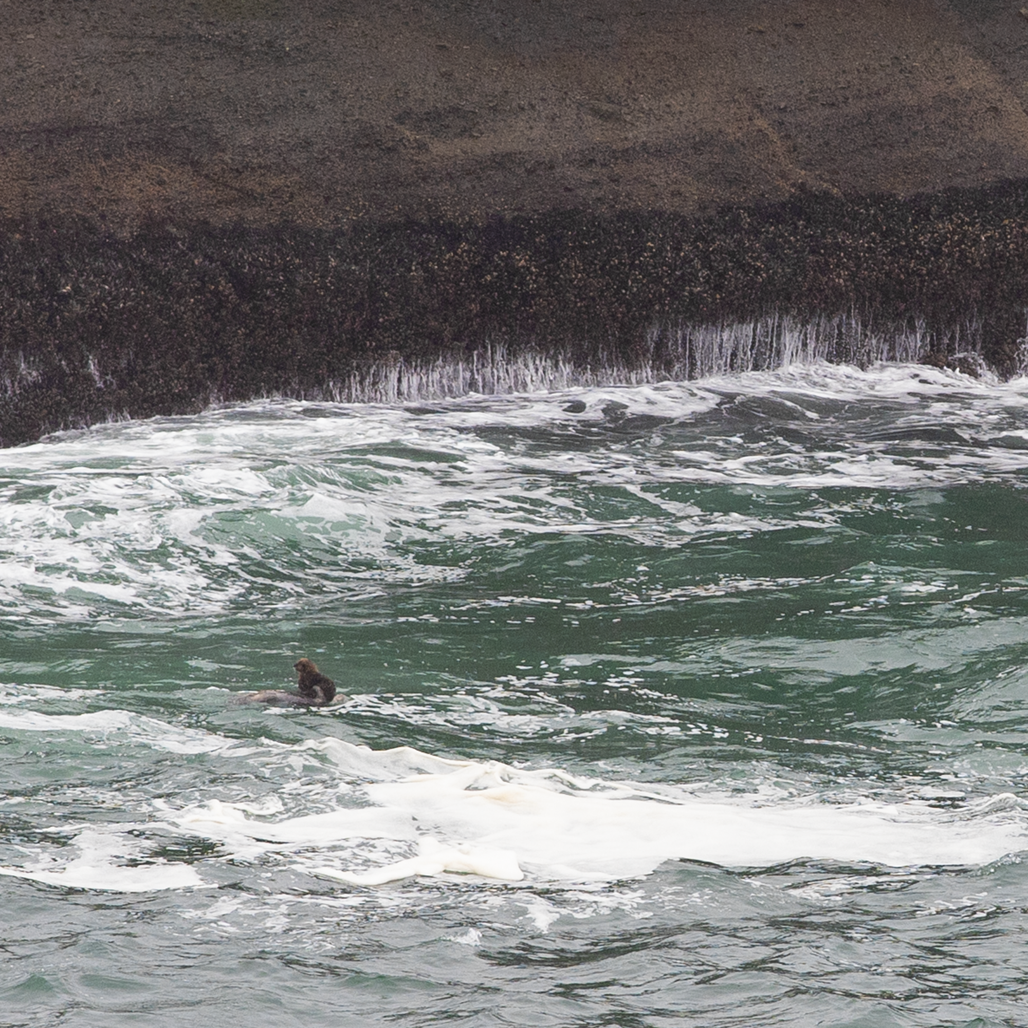 Nuclear sea otters: A wildlife refugee story - podcast episode cover