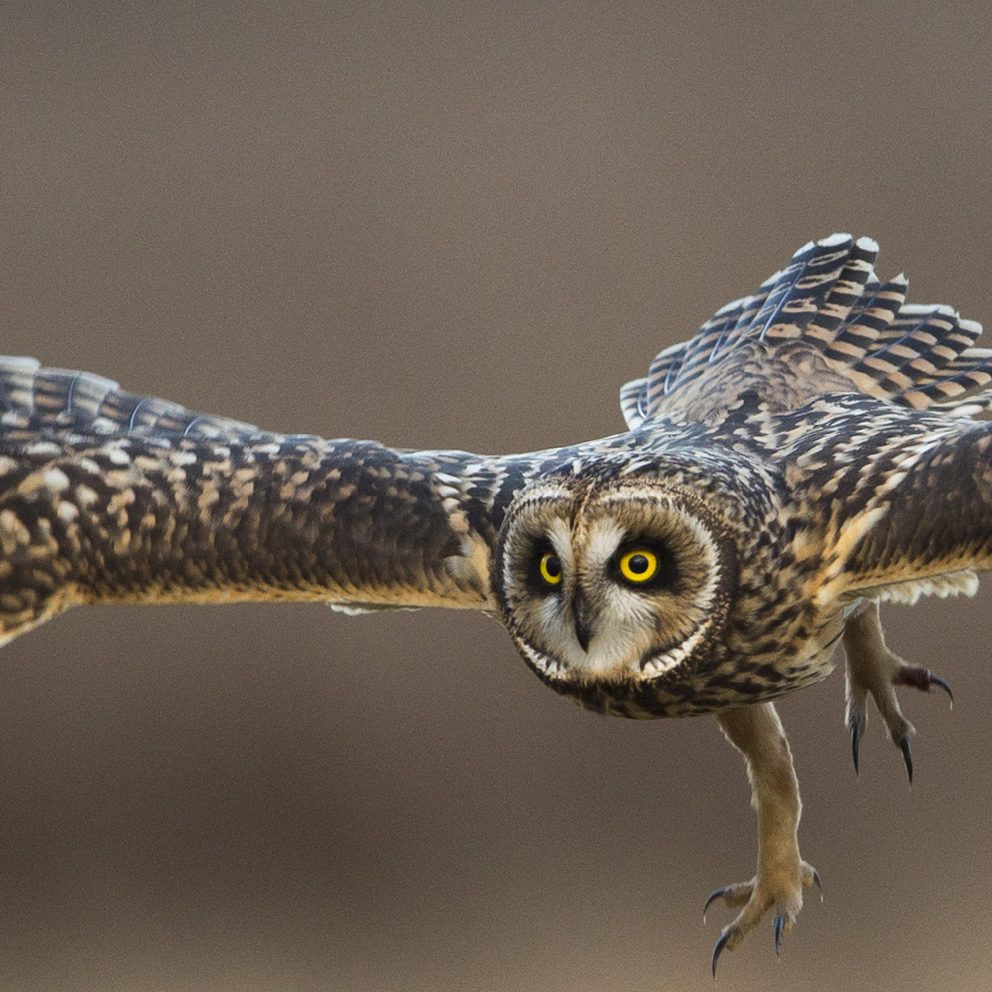 Owls: Nature’s hunting machine - podcast episode cover