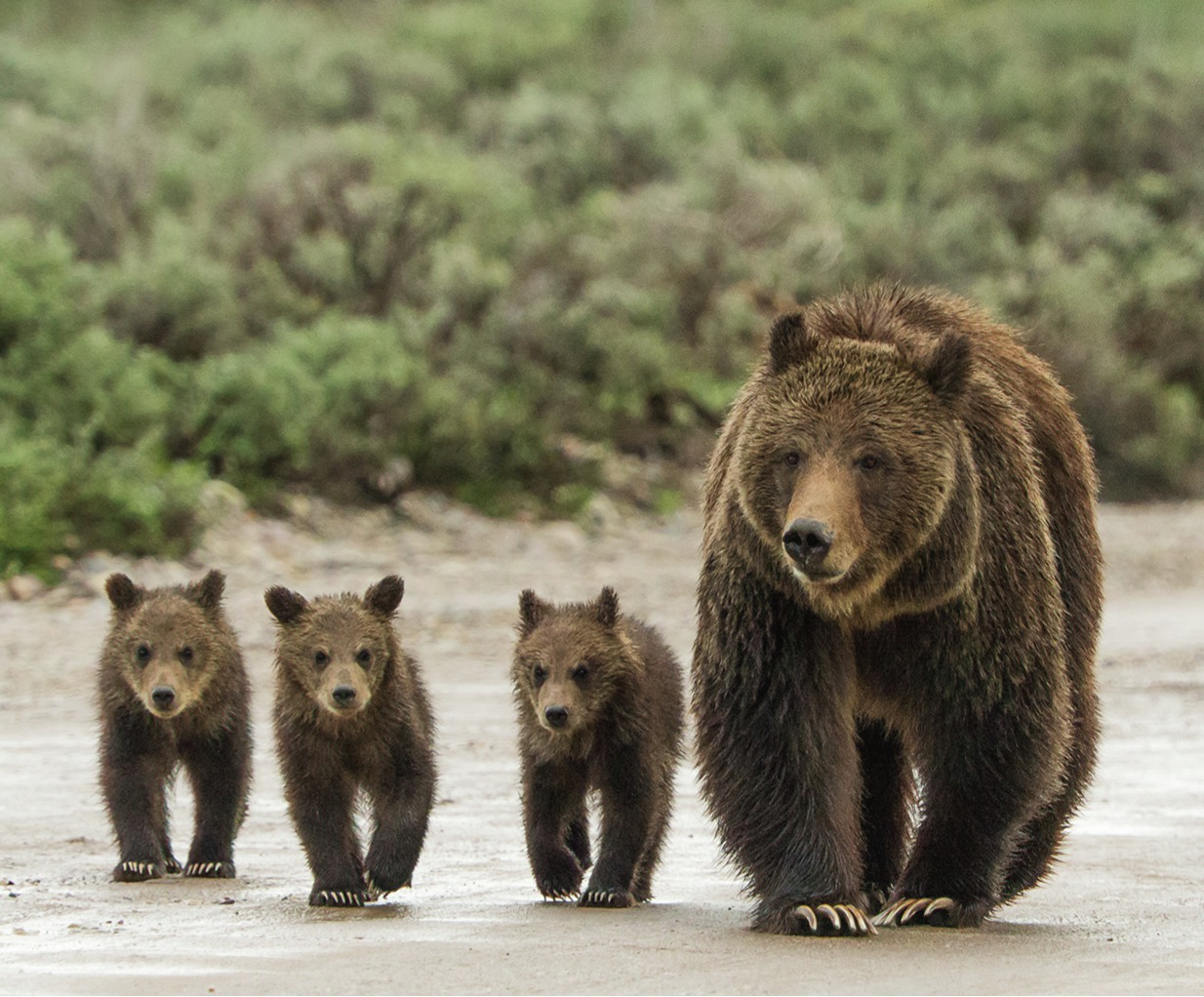 Tom Mangelsen: Grizzy 399 and confessions of a wildlife photographer