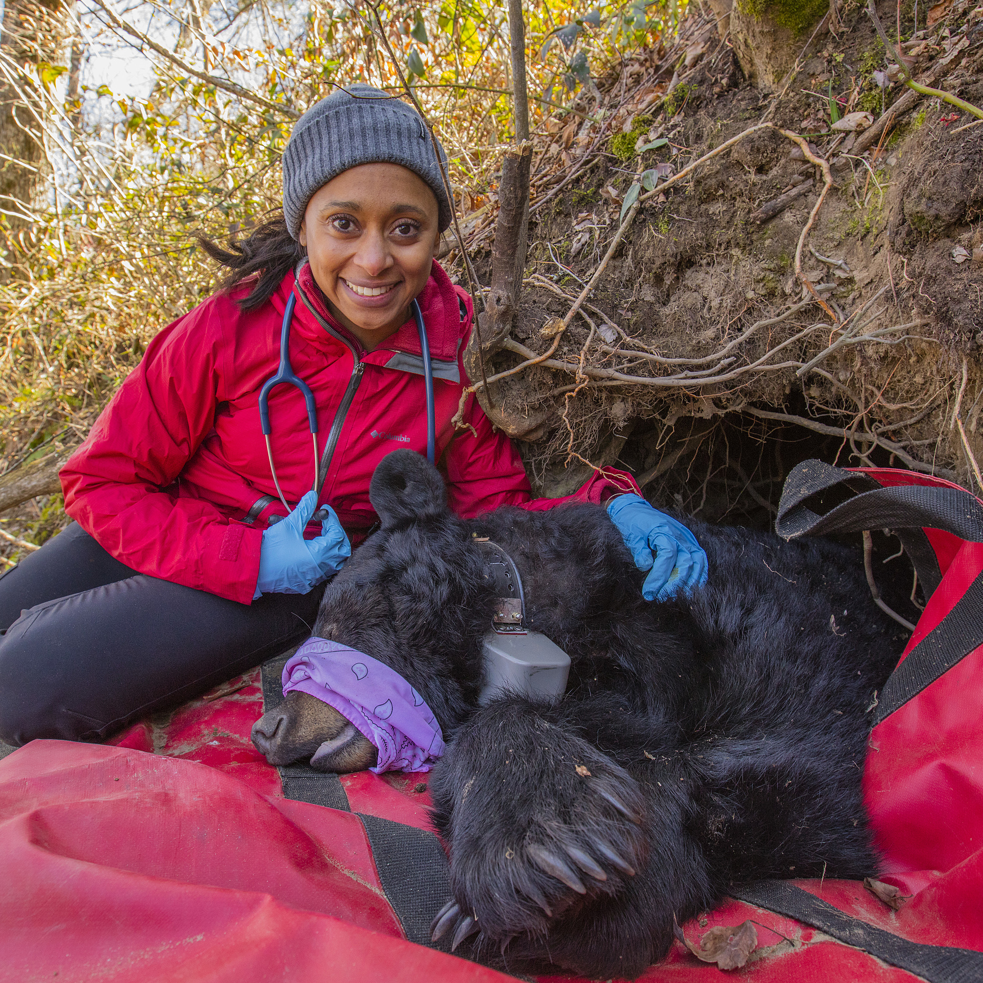 Bears and diversity: a conversation with Dr. Rae Wynn-Grant