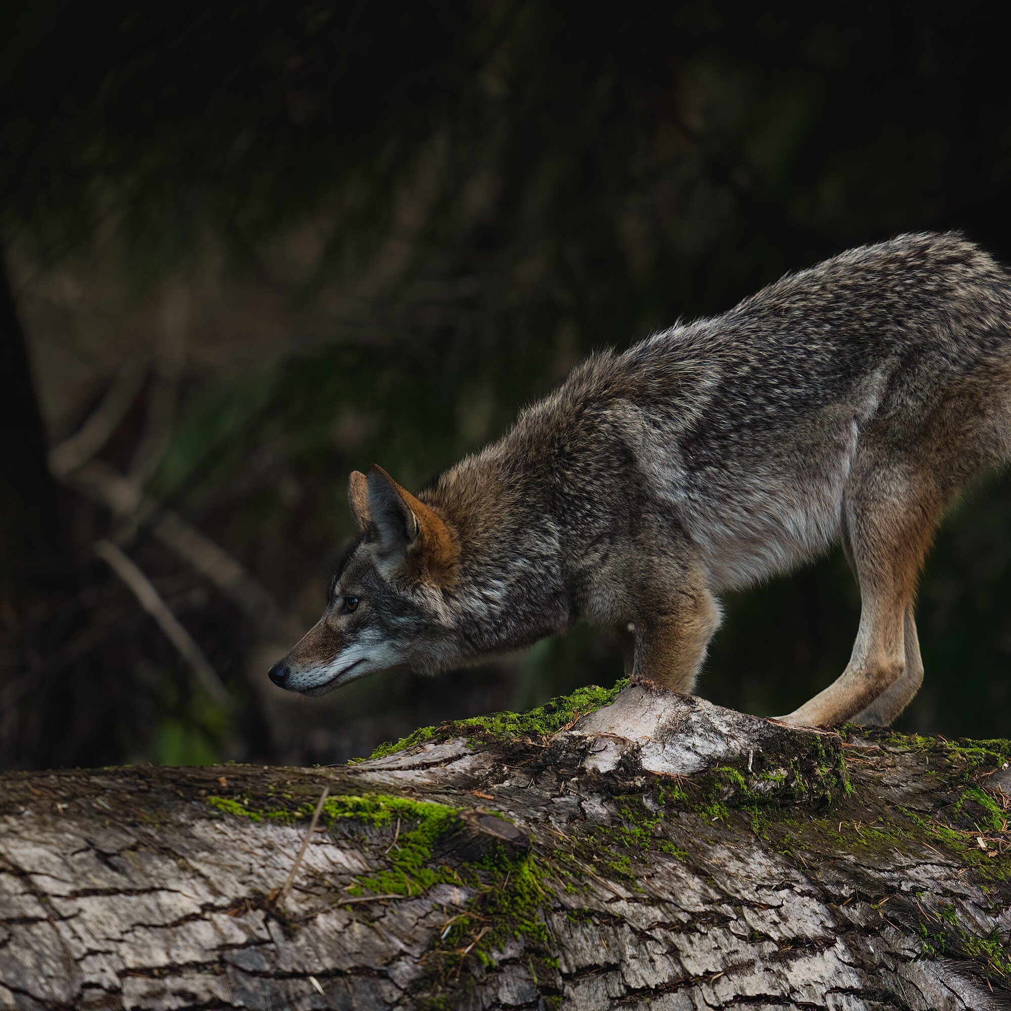 Urban Coyote