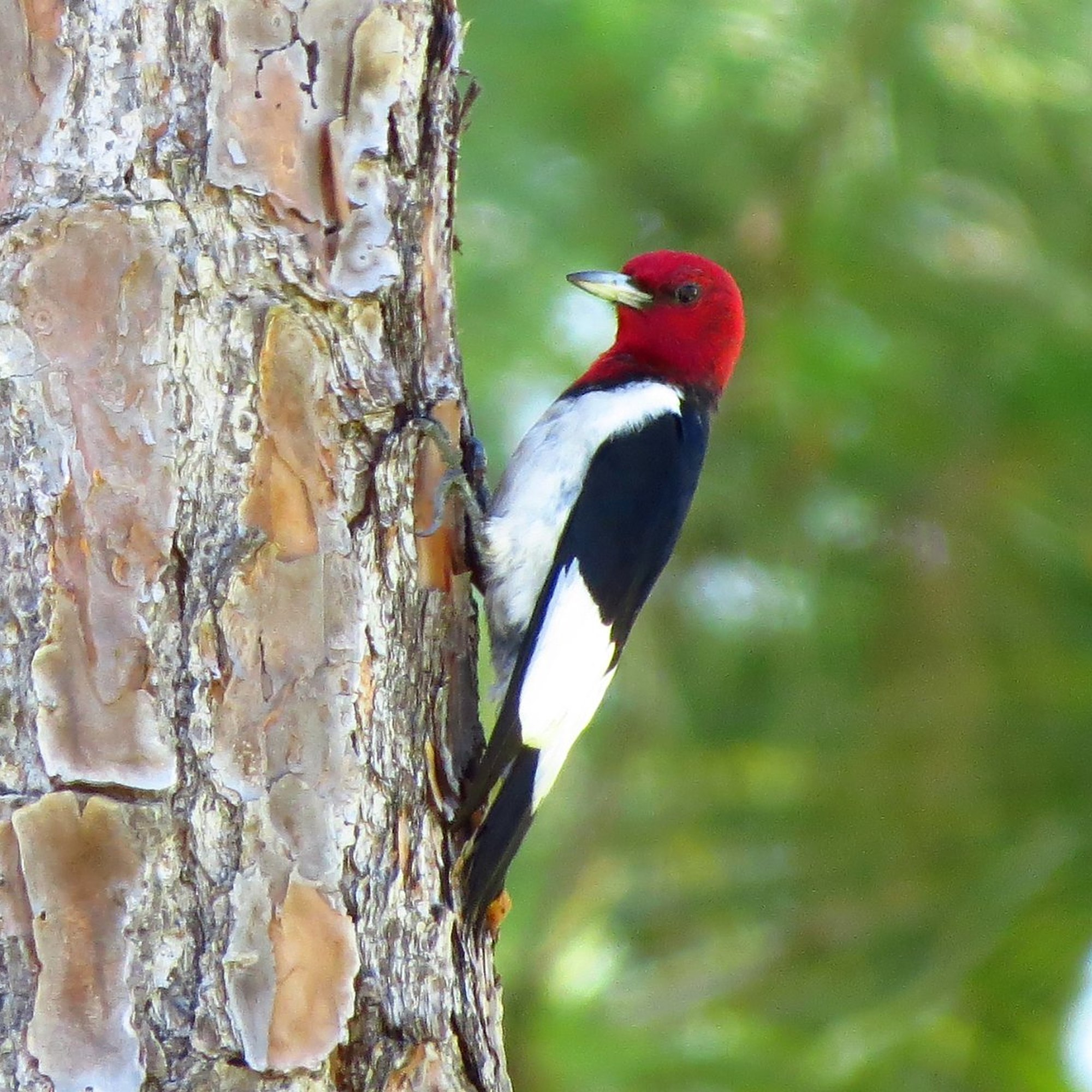 Hard Knocks: Lessons from the woodpecker - podcast episode cover