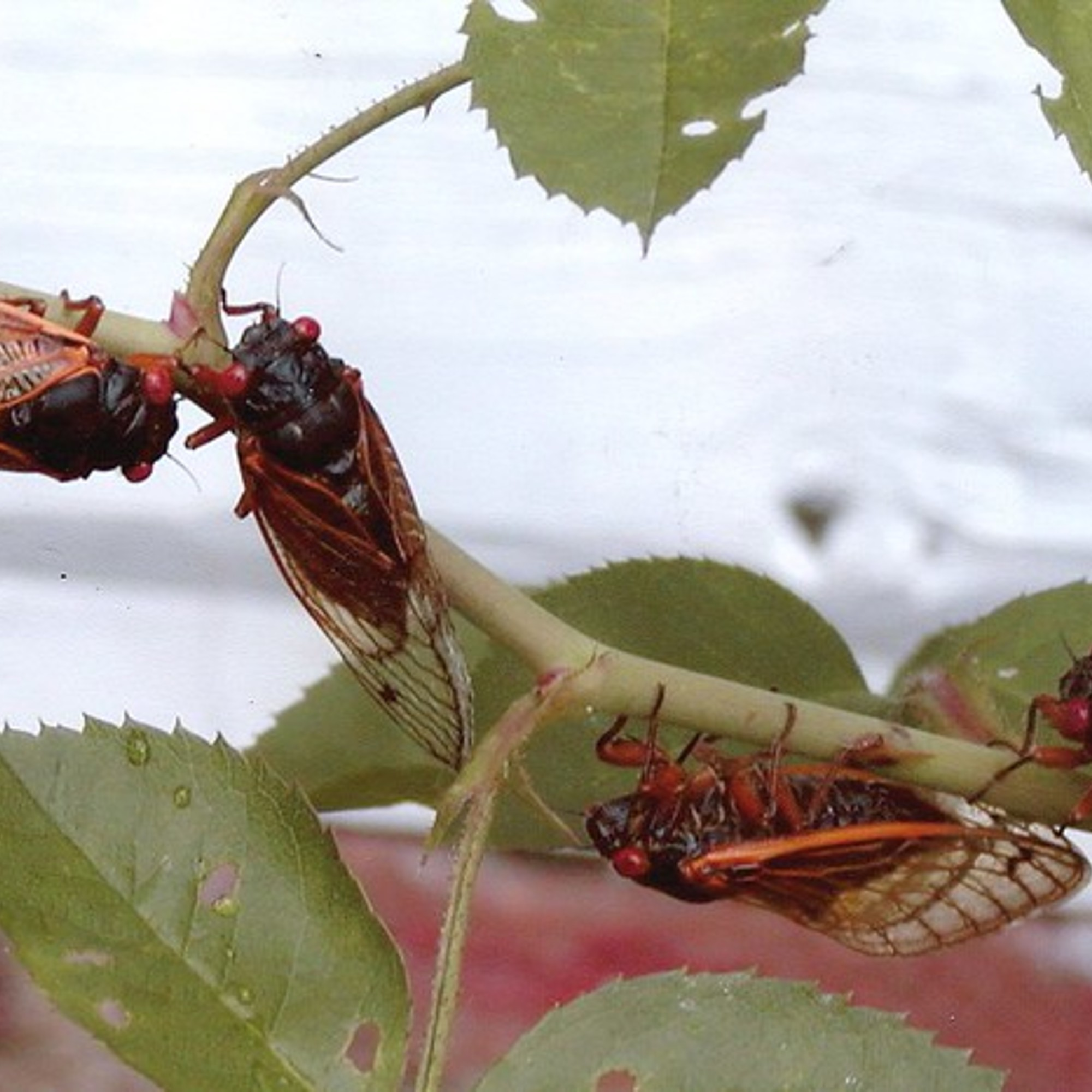 Billions of bugs: life of a cicada underground - podcast episode cover