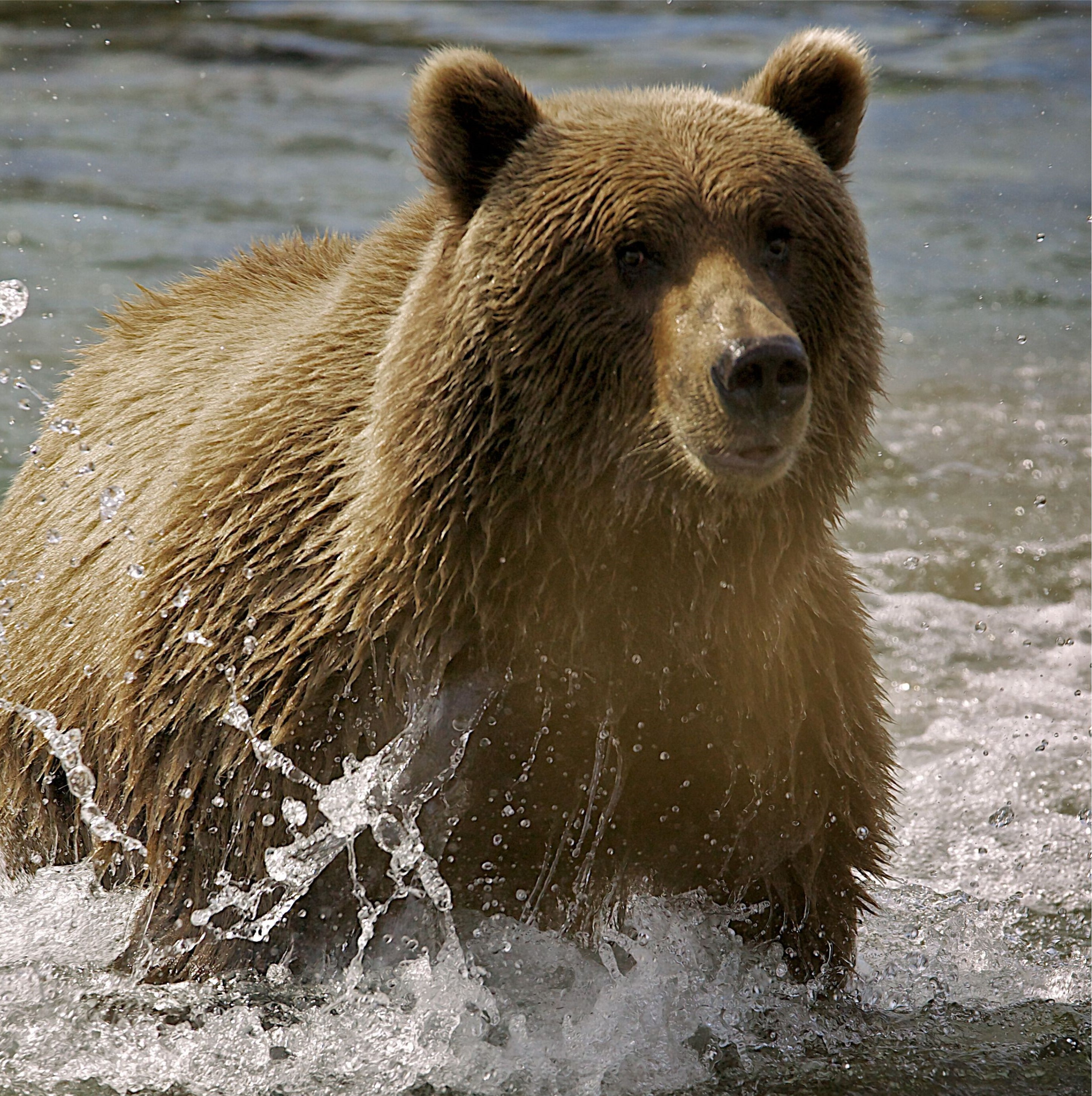 Grizzlies coming back to the North Cascades