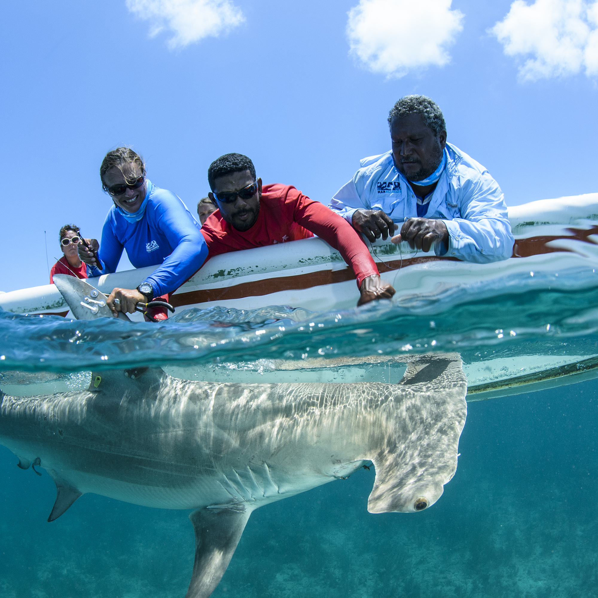 How to love a shark