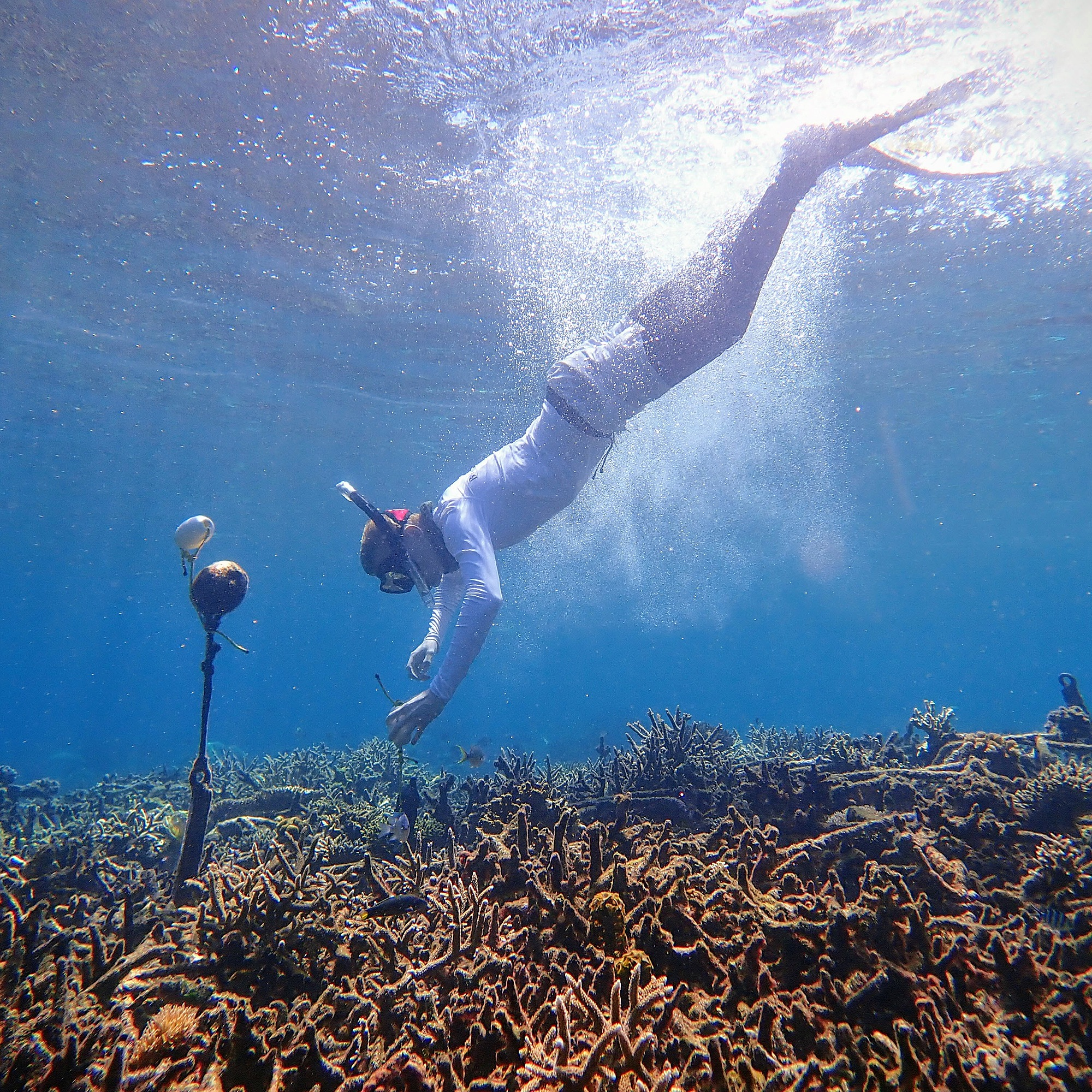 Coral reefs: a biological symphony being silenced