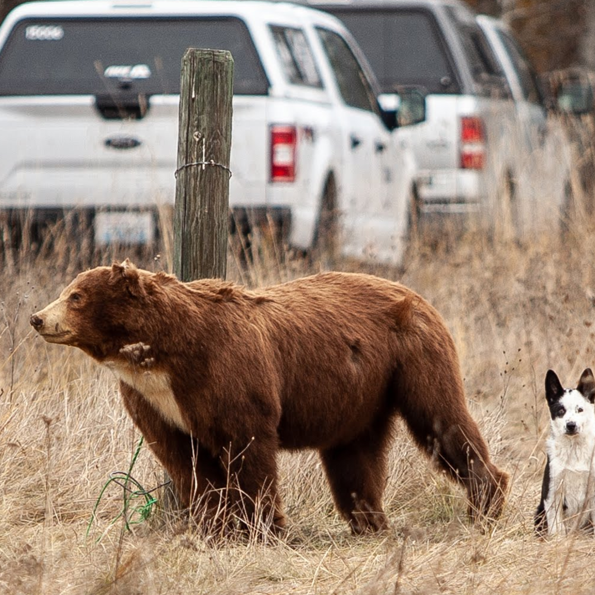 The wildlife super dog - podcast episode cover