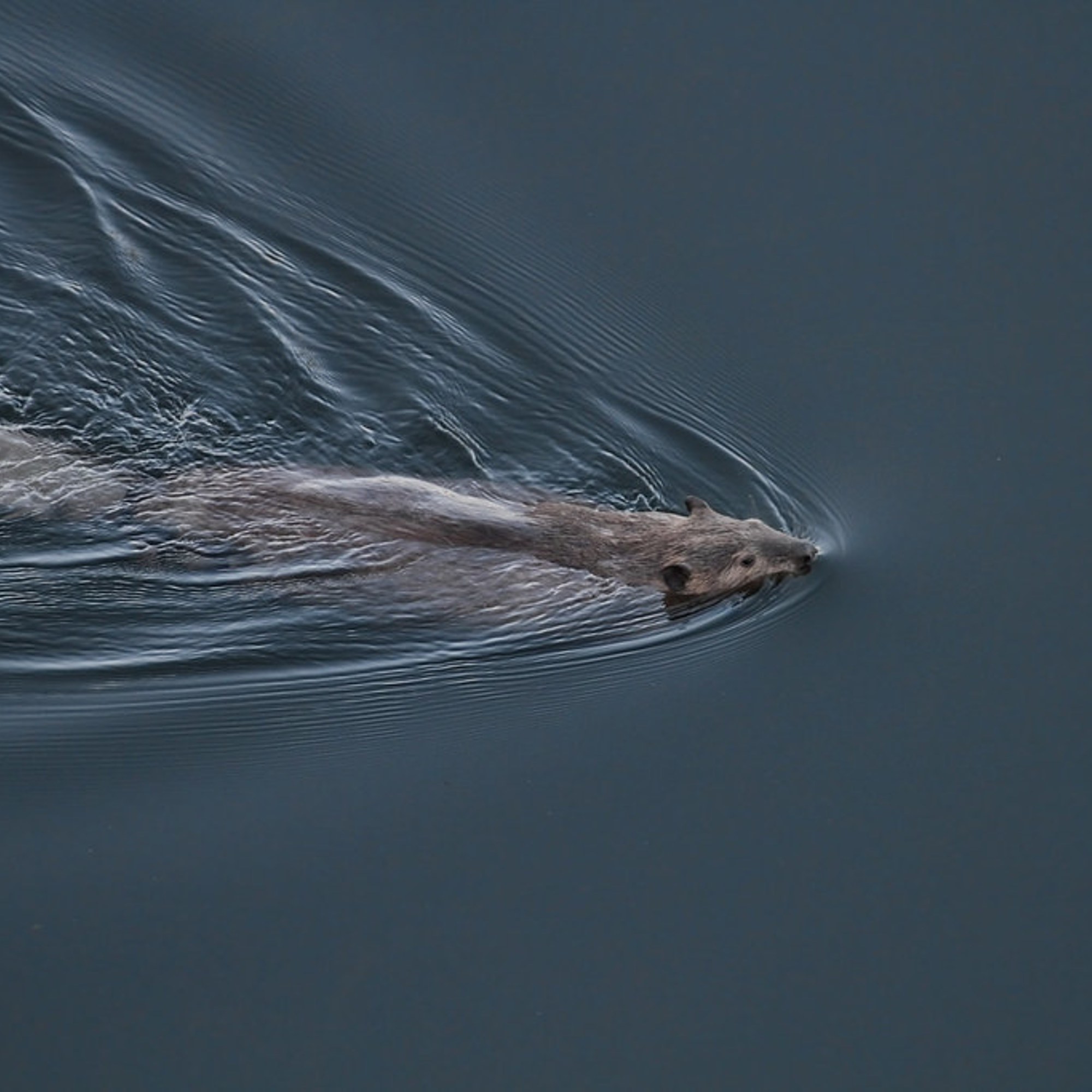 Leave it to beavers, seriously