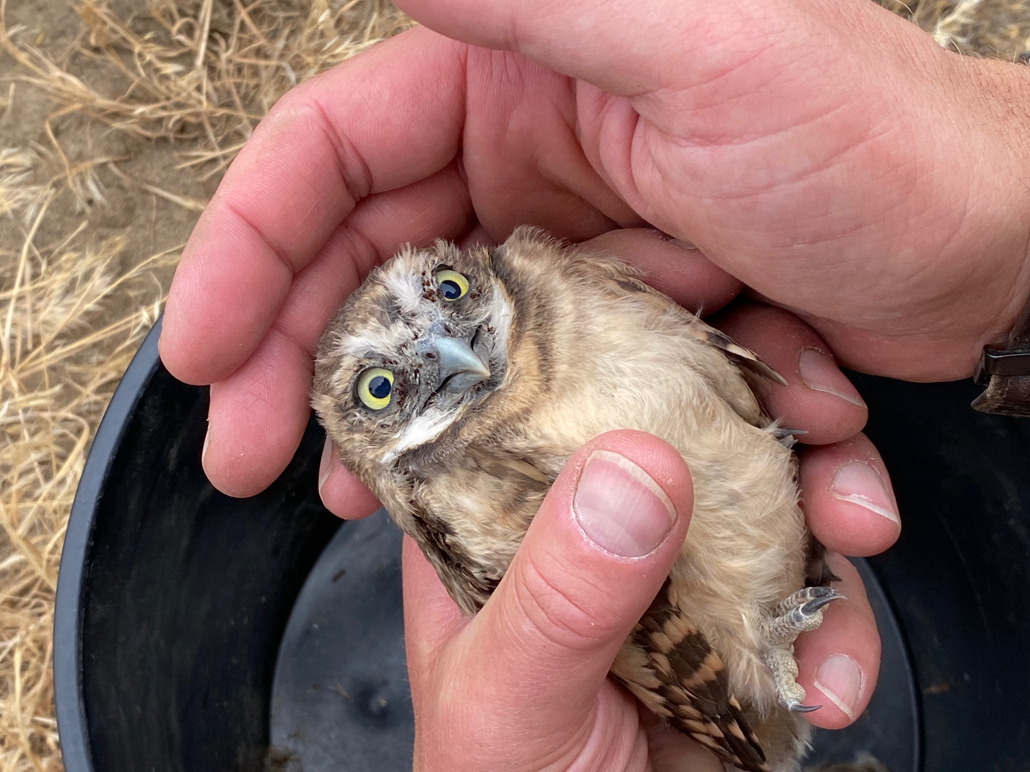 Goodbye chemical weapons, hello burrowing owls (reprise)