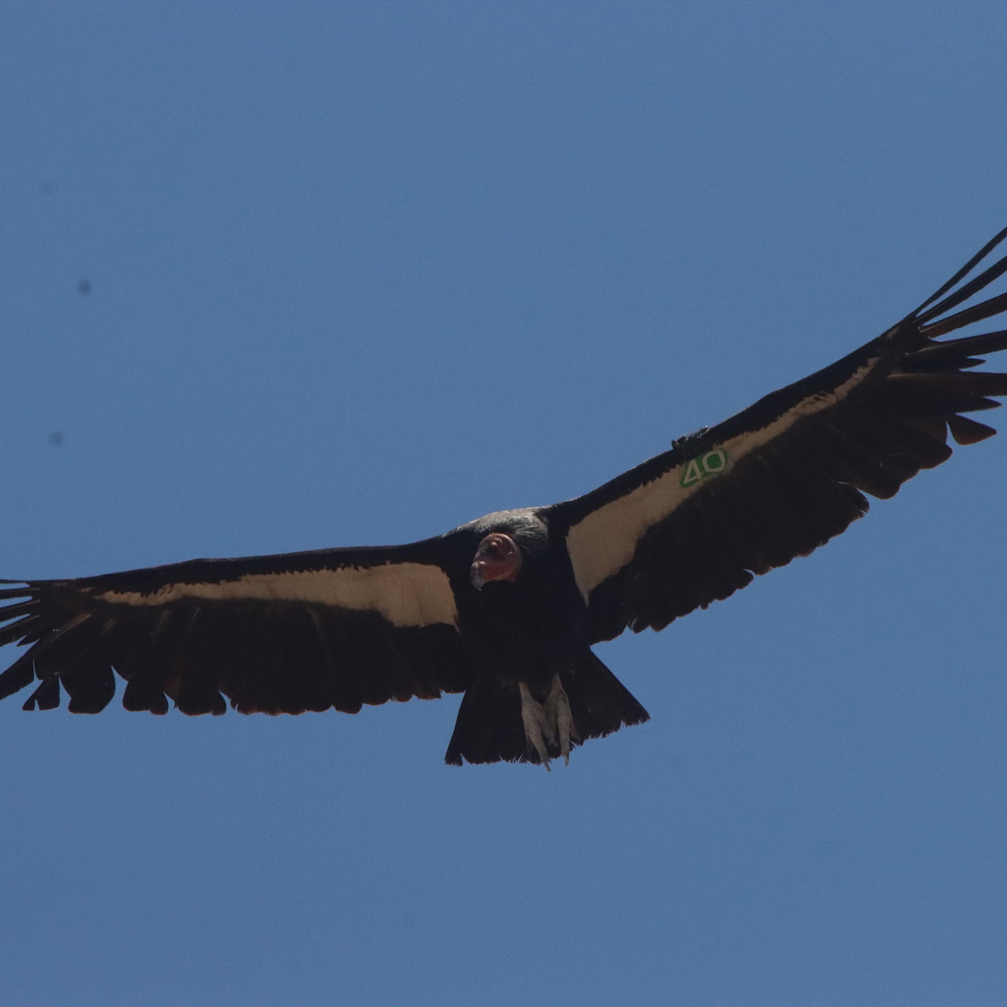 California’s condor: the dinosaur bird - podcast episode cover