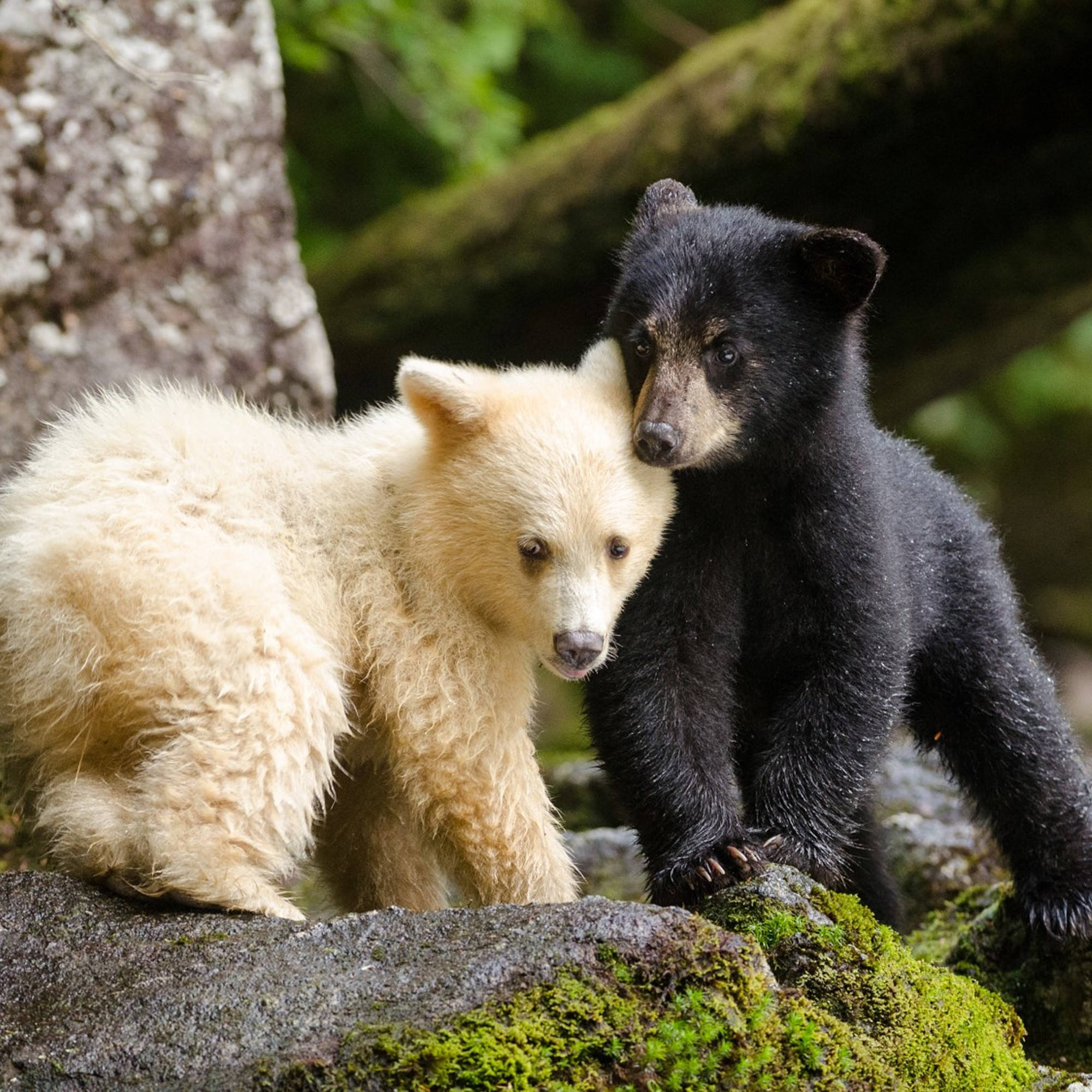 Protecting where the spirit bears roam