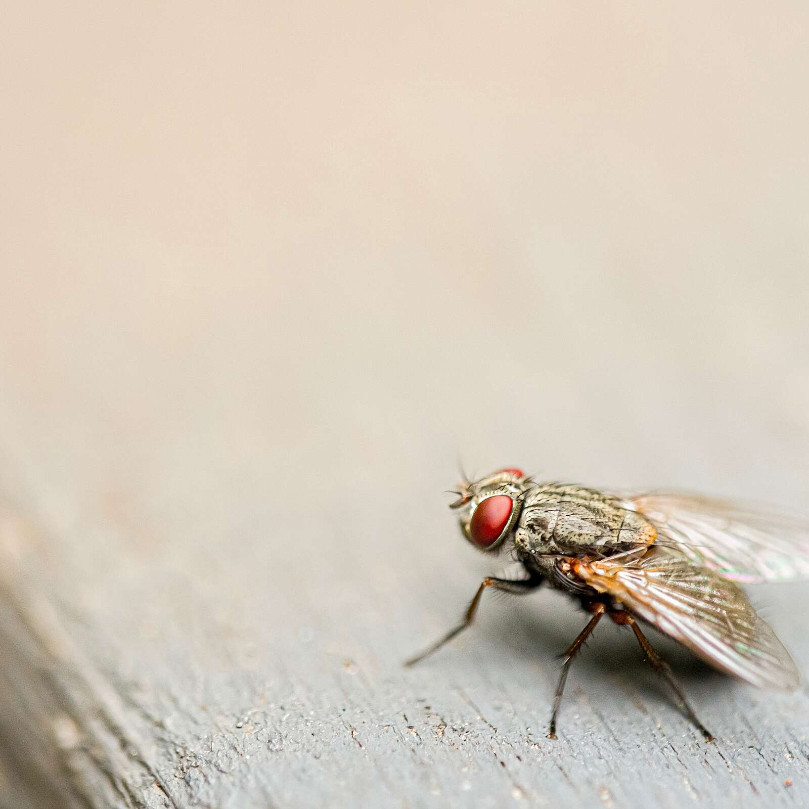 Why it’s so hard to swat a fly - podcast episode cover