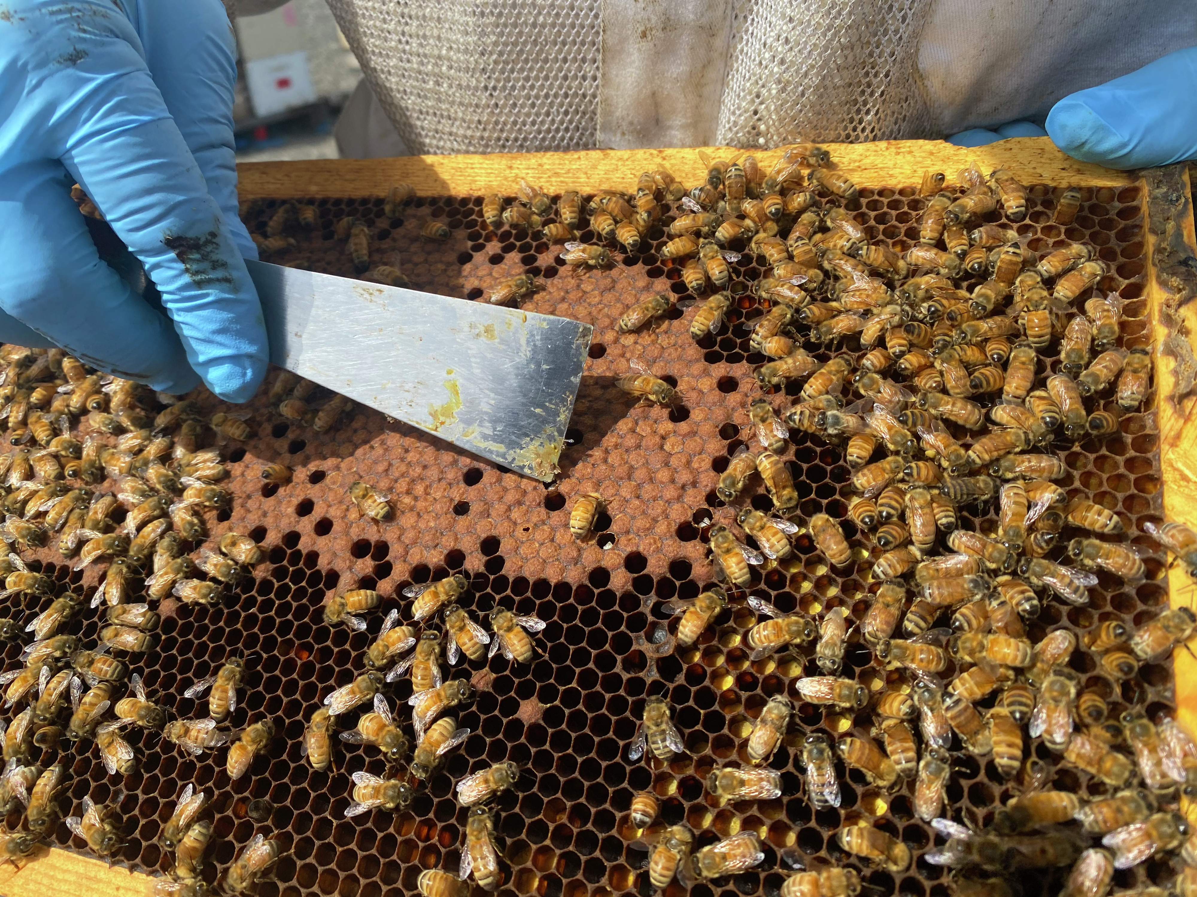 How a glut of California almonds could mean fewer Northwest honeybees