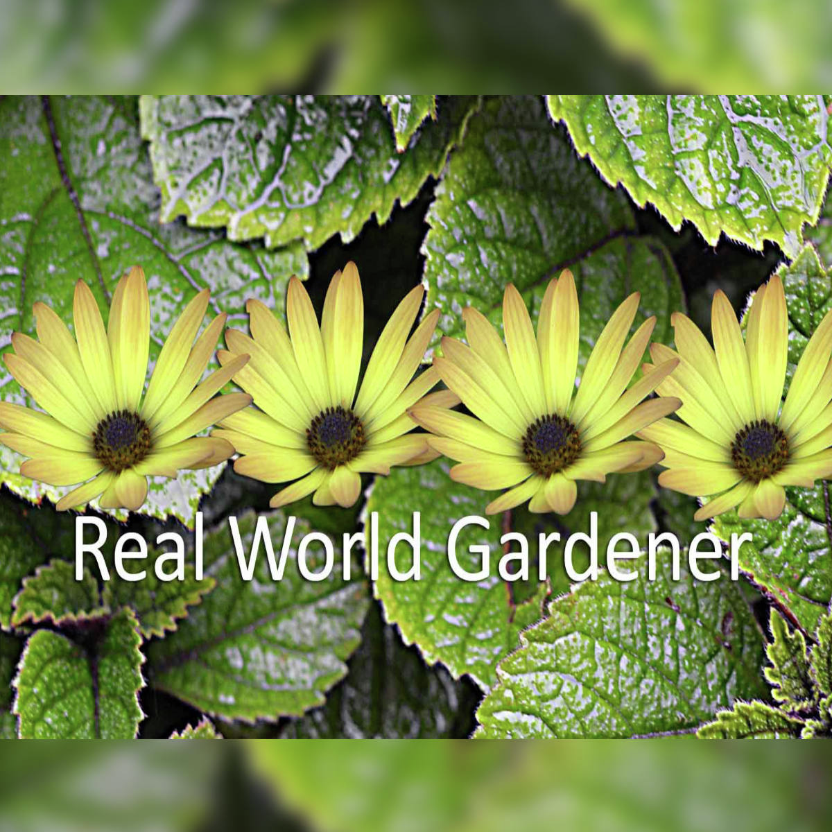 Real World Gardener